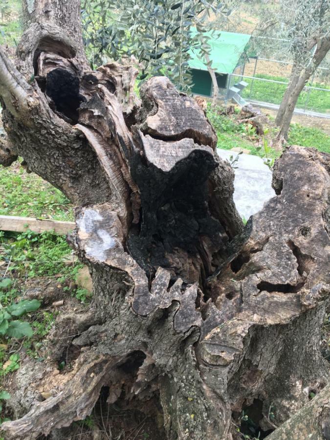Agriturismo Oltrealmare Civezza Dış mekan fotoğraf